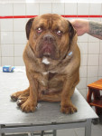 Bowie,old english bulldog,heeft problemen met de kruisbanden van zijn achterpoten en lichte artrose van de ellebogen.